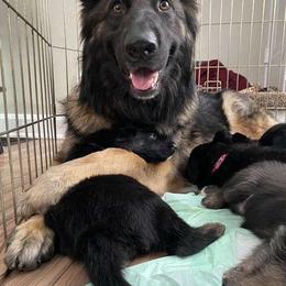 German Shepherd Puppies from Legacy K9’s