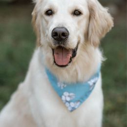 Ellie - Golden Retriever