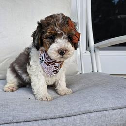 Trolli - Merle female Bernedoodle puppy in Decatur, Georgia from So Adoodable