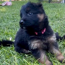 PADMEI - Pink Collar Female - Black and red female German Shepherd puppy in Paso Robles, California from Central Coast German Shepherds