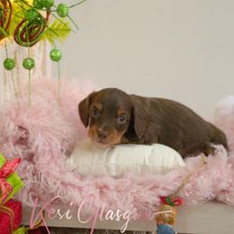Teddy - Chocolate and tan male Dachshund puppy in Knox City, Missouri from Brittney's Dachshunds