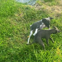 Italian Greyhound Puppies from Fisher Link