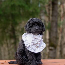 Abigale Gabble - Black female Cockapoo puppy in Deming, Washington from Heavenly Puppies to Love