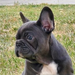 French Bulldogs from Garcia Bullies 831