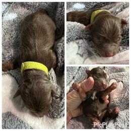 Green boy - Tan and white male Yorkshire Terrier puppy in Antlers, Oklahoma from Yorker Puppy Palace