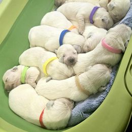 Golden Retriever Puppies from Nina's Golden hour