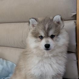 Gio Blue Eyes - Wolf sable male Pomsky puppy in Hurleyville, New York from My Crazy Pomskys