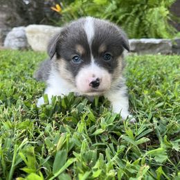 Newt - Blue male Pembroke Welsh Corgi puppy in Fayetteville, Tennessee from Sulphur Springs Corgis