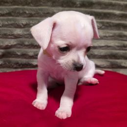 Gracie (frm. 'Grace') - Cream female Chihuahua puppy in Jacksonville, Florida from Precious Paws of Florida - Chihuahuas