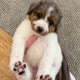 Sugar - Blue merle female Aussiedoodle puppy in Heber City, Utah from Junipersdoodles