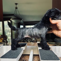 Black boy 2 - Black male Chinese Crested puppy in Salt Lake City, Utah from Naked & Famous