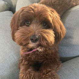 Millie - Australian Labradoodle