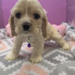 Honeybun - Buff and white female Cocker Spaniel puppy in Claremore, Oklahoma from BRX Country Cockers LLC