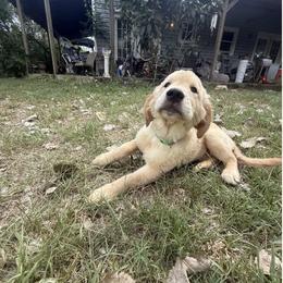 Pecan Orchard's Kelly Green - Golden female Golden Retriever puppy in Pearland, Texas from Pecan Orchard Goldens