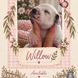 Willow - White and black female Dalmatian puppy in Lehigh Acres, Florida from PupsMansion