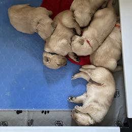 Golden Retriever Puppies from Gail’s Goldens