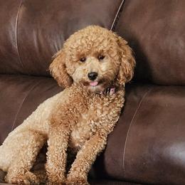 Assorted Doodle Crosses, Cavapoos, and Goldendoodles from Debbie's Puppies