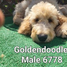 Boy 4 - Red  male Goldendoodle puppy in Athelstane, Wisconsin from Caldron Falls Doodles and Poodles