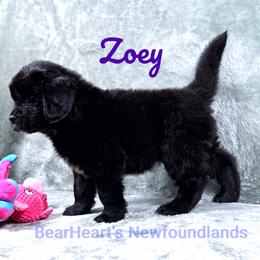 Zoey - Black female Newfoundland puppy in Cortez, Colorado from Bear Heart Newfoundlands, LLC
