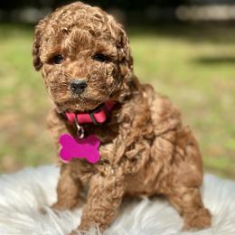 Sriracha - Red  female Poodle puppy in Palm Beach County, Florida from Benji’s Cockapoos
