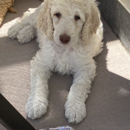 THOR - Cream Poodle puppy in Thornton, Colorado from Shandy Poodle