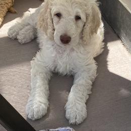 THOR - Cream Poodle puppy in Thornton, Colorado from Shandy Poodle