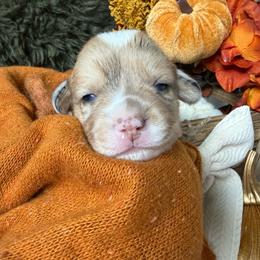Spice - Sable merle and white female American Corgi puppy in Paxton, Illinois from McGovern Family Corgis