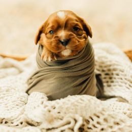 Cavalier King Charles Spaniel Puppies from Cavi Cutie Collective