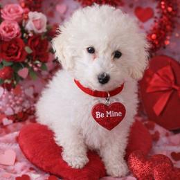 Prince - White male Poodle puppy in Hertford, North Carolina from Heaven Sent Shihpoo's