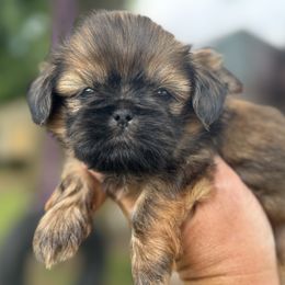 Jam - Sable male Shih Tzu puppy in Bentonville, Arkansas from T & D Dachshunds by design
