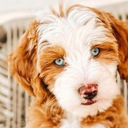 Bernedoodles and Goldendoodles from Brewing Doodles