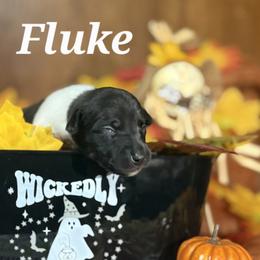 Fluke - Black and white male Rat Terrier puppy in Booneville, Mississippi from Emerald Rat Terriers