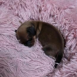 Lon - Red male Dachshund puppy in Port Charlotte, Florida from Belinda's little darlings dachshunds