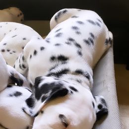 Dalmatian Puppies from Whispered Spots Dalmatians