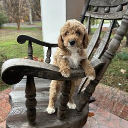 Caleb - Red  male Goldendoodle puppy in Mint Hill, North Carolina from DoodleForever
