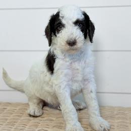 Bandit - Parti male Goldendoodle puppy in Livermore, Colorado from Heritage Hills Family Doodles