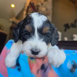 Daisy - Tri-color female Bernedoodle puppy in Blackfoot, Idaho from Draper Mountain Doodles
