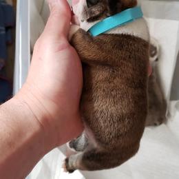 English Bulldog Puppies from Ruza's Bulldogs
