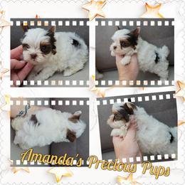 Oakley - Chocolate, tan and white male Yorkshire Terrier puppy in Wartburg, Tennessee from Amanda's Precious Pups