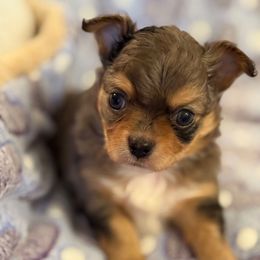 Louis - Merle Chihuahua puppy in Hicksville, New York from Seaside Chihuahuas LLC