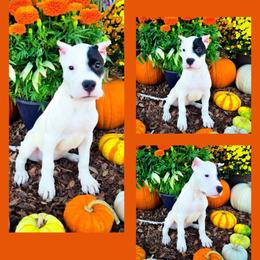 Girl 1 Grace O'Malley - White female Dogo Argentino puppy in San Diego, California from Debonair Dogos