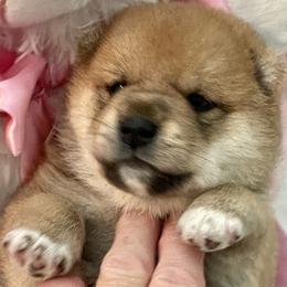Girl 1 - Red female Shiba Inu puppy in Milton, Florida from Moonlight Shibas
