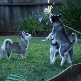 Pomskies from Spirit Pomskies