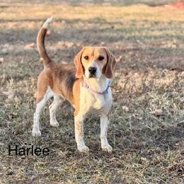 Harley - Beagle
