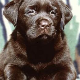 Labrador Retrievers from Wolfpack Labradors