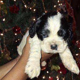 Boy 1 - Blue roan and tan male Cocker Spaniel puppy in Sparta, Georgia from Mekas Cocker Spaniel