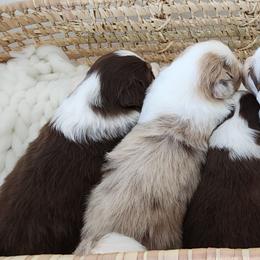 Australian Shepherd Puppies from Out of the Blue Aussies