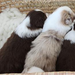 Australian Shepherd Puppies from Out of the Blue Aussies