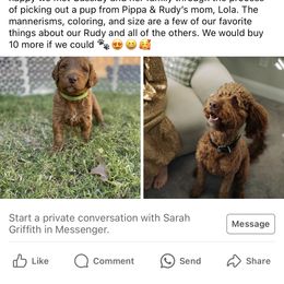 Goldendoodle Puppies from Pippa’s Pups