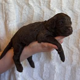 Brownie - Chocolate female Goldendoodle puppy in Caldwell, Idaho from Leila Pearson